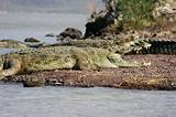 Ethiopia - Lago Chamo - Coccodrilli - 15